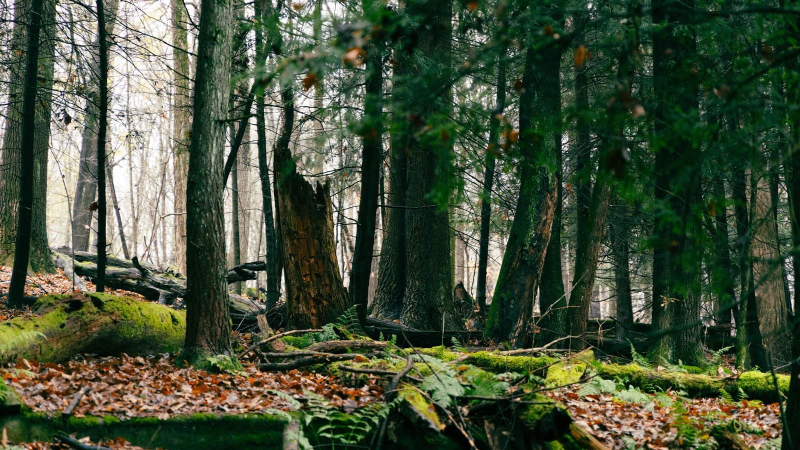 Dense forest interior: mossy fallen logs and ferns among the leaf litter, with trees standing close in every direction.