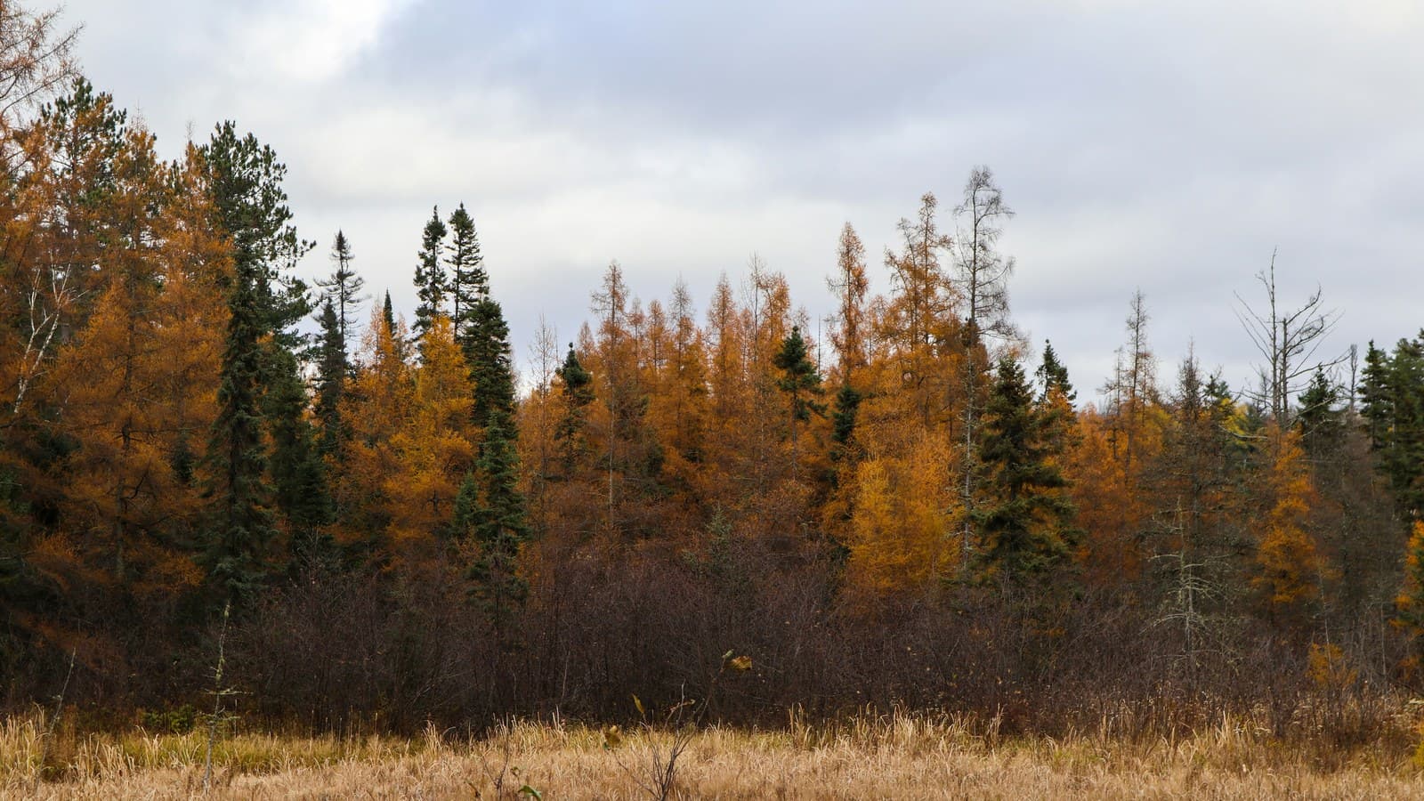 Autumn larches glowing gold among dark spruce under an overcast sky, with dry meadow grass in the foreground.