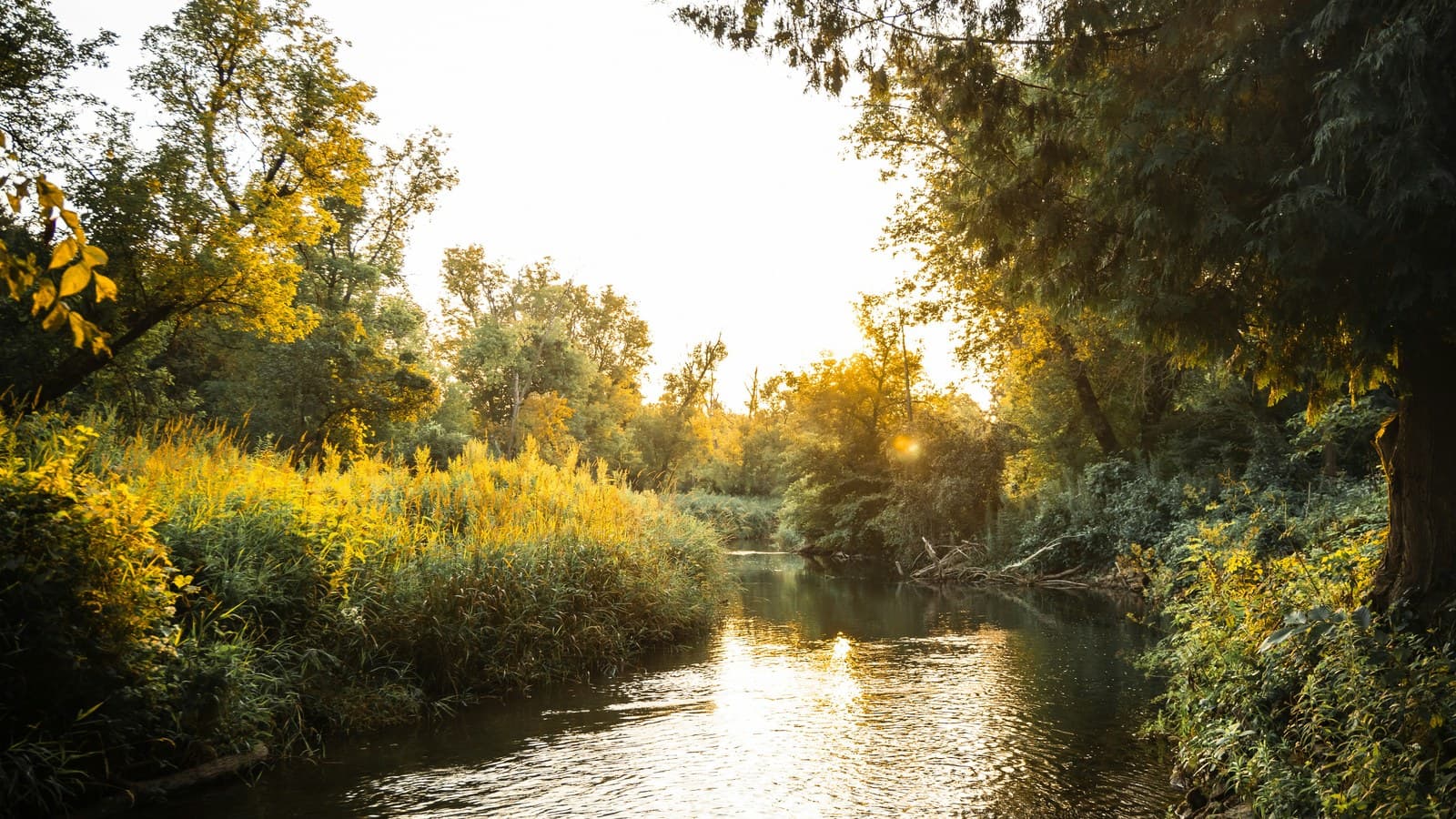 A small river at golden hour, the low sun behind the trees, with goldenrod along one bank and cedars over the other.